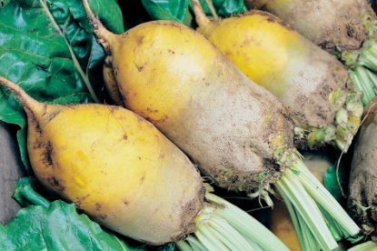 Picture of Mangel - Yellow Eckendorf